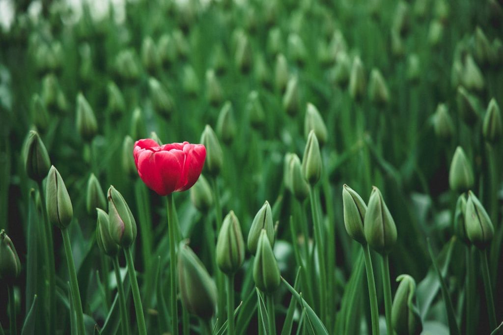 A single vibrant red tulip stands out in a field of green buds, showcasing beauty in nature.